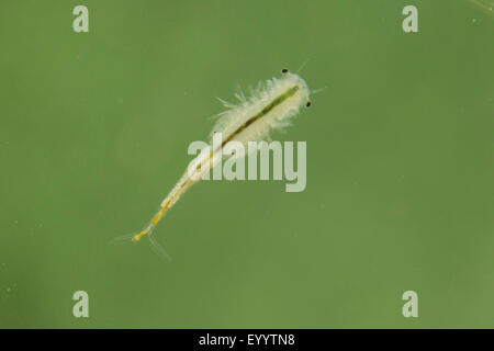 Macrocrustacean, Anostraca (Branchinecta orientalis), swimming male Stock Photo