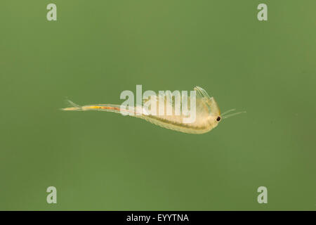 Macrocrustacean, Anostraca (Branchinecta orientalis), swimming male Stock Photo