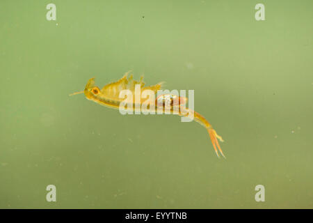 Macrocrustacean, Anostraca (Branchinecta orientalis), swimming female Stock Photo