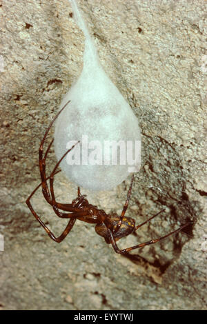 European cave spider, Orbweaving cave spider, Cave orbweaver, Cave spider (Meta menardi), female with cocoon, Germany Stock Photo