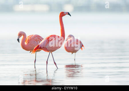 Chilean flamingo (Phoenicopterus chilensis), group stands in shallow water, Germany, Bavaria, Lake Chiemsee, Seebruck
