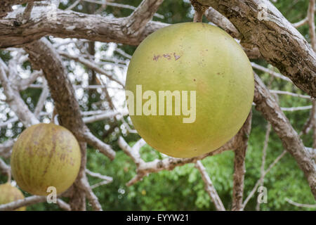 calabash tree, krabasi, kalebas, huingo (Crescentia cujete), fruits on a calabash tree, Thailand Stock Photo