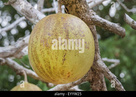 calabash tree, krabasi, kalebas, huingo (Crescentia cujete), fruit on a calabash tree, Thailand Stock Photo