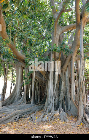 MORETON BAY FIG TREE,PALERMO,SICILY,ITALY Stock Photo