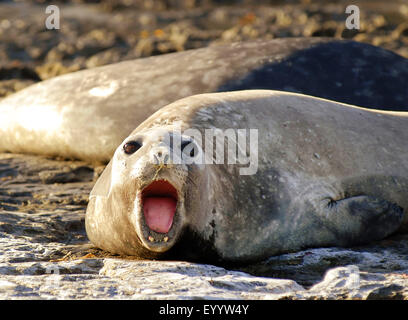 southern elephant seal (Mirounga leonina), howling elephant seal on the beach, Argentina, Patagonia Stock Photo