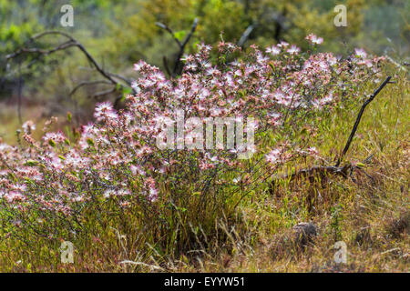 Fairy Duster (Calliandra eriophylla), blooming shrub, USA, Arizona, Sonoran Stock Photo
