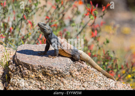 chuckwallas (Sauromalus spec.), in its habitat, USA, Arizona, Pinnacle ...