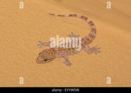 Turkish gecko, Mediterranean gecko (Hemidactylus turcicus), sits at a cladding, USA, Arizona Stock Photo
