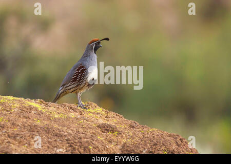 Gambel's quail (Callipepla gambelii, Lophortyx gambelii), male, USA, Arizona, Phoenix Stock Photo