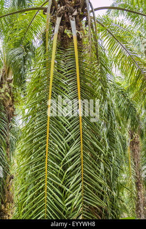 oil palm (Elaeis guineensis), oil palm plantation, Thailand, Krabi Stock Photo