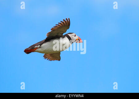 Atlantic puffin, Common puffin (Fratercula arctica), in flight, United Kingdom, Scotland Stock Photo