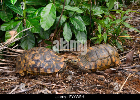 Bell's hingeback tortoise (Kinixys belliana), two Bell's hingeback tortoises meet, Madagascar, Nosy Faly, Isla Faly Stock Photo