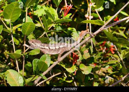 Panther chameleon (Furcifer pardalis, Chamaeleo pardalis), female climbs on a branch, Madagascar, Ankifi Stock Photo