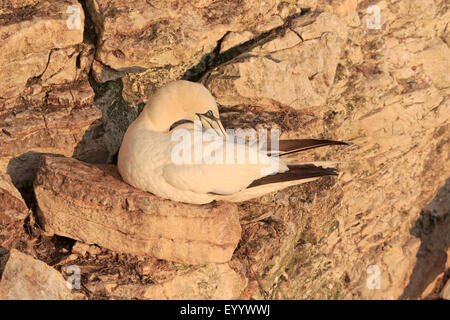 Northern adult Gannet preening on a nest ledge at Bempton RSPB Reserve in early morning light Stock Photo