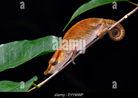 Blue-nosed Chameleon (Calumma boettgeri), rests on a twig, Madagascar, Nosy Be, Lokobe Reserva Stock Photo