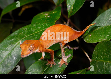 Spearpoint leaf-tail gecko (Uroplatus ebenaui), sits on a leaf, Madagascar, Nosy Be, Naturreservat Lokobe Stock Photo