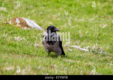 Hooded Crow Corvus cornix adult perched on sheep pasture at South Nesting Shetland Stock Photo