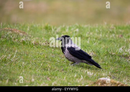 Hooded Crow Corvus cornix adult perched on sheep pasture at South Nesting Shetland Stock Photo