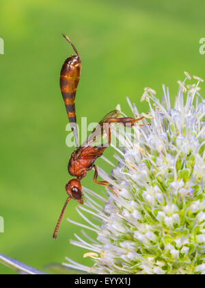 Apocritan wasp (Gasteruption hastator), female sitting on Eryngo (Eryngium planum), Germany Stock Photo