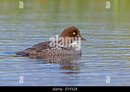 barrow's goldeneye (Bucephala islandica), female with breeding plumage, Iceland, Nordurland Eystra Stock Photo