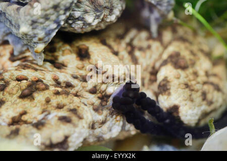 European common toad (Bufo bufo), coulple at oviposition, Germany, Bavaria Stock Photo