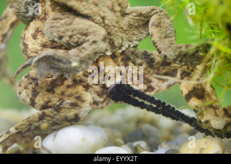 European common toad (Bufo bufo), coulple at oviposition, strings of spawn, Germany, Bavaria Stock Photo