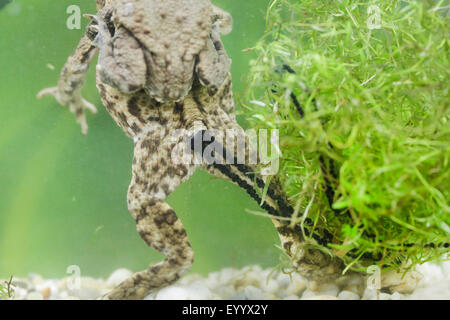 European common toad (Bufo bufo), coulple at oviposition, strings of spawn, Germany, Bavaria Stock Photo