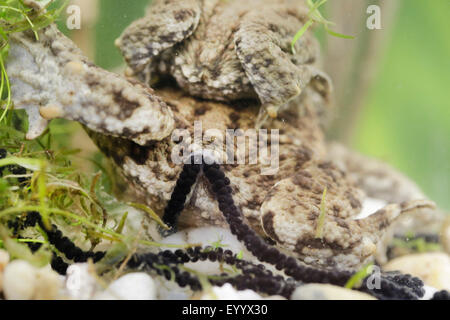 European common toad (Bufo bufo), coulple with strings of spawn, Germany, Bavaria Stock Photo