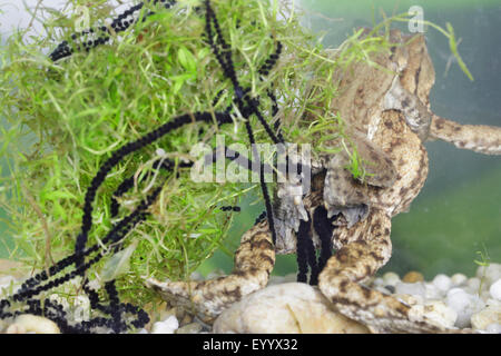 European common toad (Bufo bufo), coulple with strings of spawn, Germany, Bavaria Stock Photo