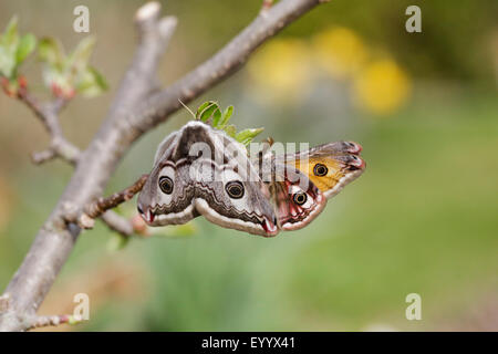 Emperor Moth Pavonia pavonia male and female paired up on heather with ...