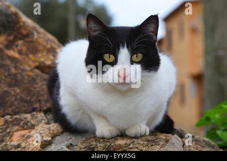 domestic cat, house cat (Felis silvestris f. catus), black and white spotted cat lying on a wall , Spain, Balearen, Majorca Stock Photo
