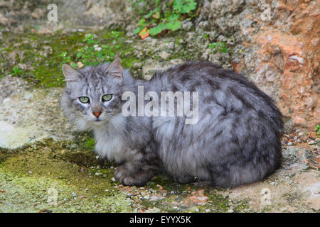 domestic cat, house cat (Felis silvestris f. catus), long-haired house cat sitting before a wall, Spain, Balearen, Majorca Stock Photo