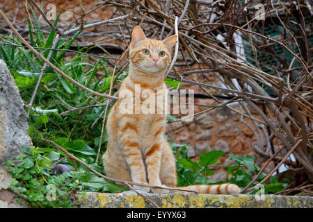 domestic cat, house cat (Felis silvestris f. catus), red-haired striped cat sitting on a wall, Spain, Balearen, Majorca Stock Photo