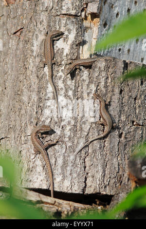 viviparous lizard, European common lizard (Lacerta vivipara, Zootoca vivipara), four animals sitting on a trunk to catch some sun, Germany