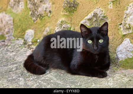 domestic cat, house cat (Felis silvestris f. catus), black cat lying at a wall, Spain, Balearen, Majorca Stock Photo