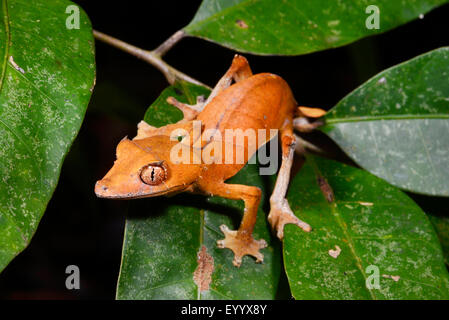 Spearpoint leaf-tail gecko (Uroplatus ebenaui), sits on a leaf, Madagascar, Nosy Be, Naturreservat Lokobe Stock Photo