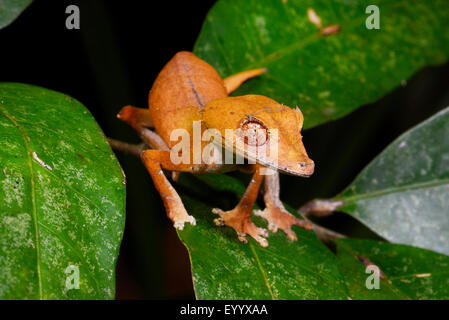 Spearpoint leaf-tail gecko (Uroplatus ebenaui), on a leaf, Madagascar, Nosy Be, Lokobe Reserva Stock Photo