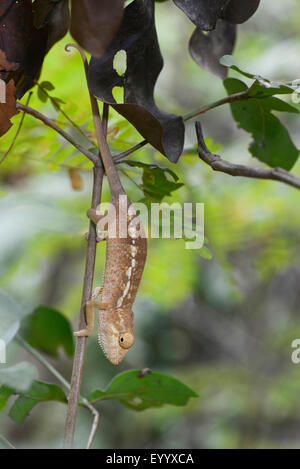 Panther chameleon (Furcifer pardalis, Chamaeleo pardalis), young Panther chamaeleon on a twig, Madagascar, Nosy Be, Lokobe Reserva Stock Photo