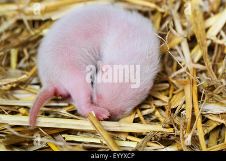 domestic polecat, domestic ferret (Mustela putorius f. furo, Mustela putorius furo), one week old animal baby lying on straw and sleeping, Germany, Bavaria Stock Photo