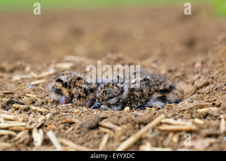 northern lapwing (Vanellus vanellus), chicks in the nest hollow on blank acre, Germany, Bavaria, Atting Stock Photo