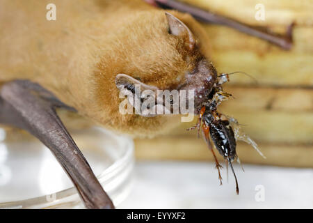 noctule (Nyctalus noctula), female eating a field cricket, Germany, Bavaria Stock Photo