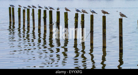 Yellow-legged Gull (Larus michahellis, Larus cachinnans michahellis), juveniles and adults in a long row on wooden posts of a yacht harbour, Germany, Bavaria, Lake Chiemsee Stock Photo