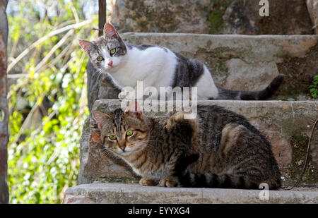 domestic cat, house cat (Felis silvestris f. catus), two house cats lying on the steps of a stair, Spain, Balearen, Majorca Stock Photo