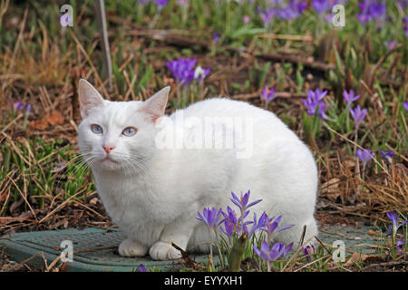 domestic cat, house cat (Felis silvestris f. catus), white cat in the garden with crocuses, Germany Stock Photo