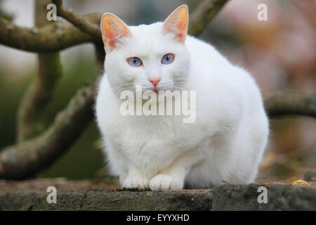 domestic cat, house cat (Felis silvestris f. catus), white cats sits on a wall, Germany Stock Photo