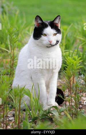 domestic cat, house cat (Felis silvestris f. catus), black and white spotted house cat sitting on grass, Germany Stock Photo