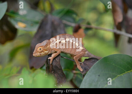 Panther chameleon (Furcifer pardalis, Chamaeleo pardalis), young Panther chamaeleon on a twig, Madagascar, Nosy Be, Lokobe Reserva Stock Photo