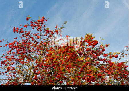 European mountain-ash, rowan tree (Sorbus aucuparia), tree with ripe fruits, Germany, North Rhine-Westphalia Stock Photo