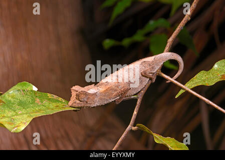 Plated leaf chameleon (Brookesia stumpfii), climbing, Madagascar, Nosy Be, Lokobe Reserva Stock Photo