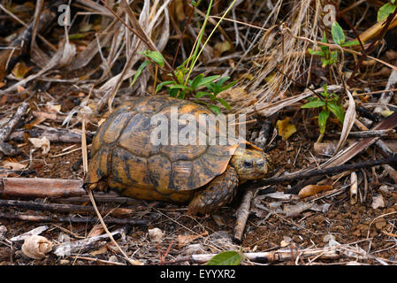 Bell's hingeback tortoise (Kinixys belliana), on the ground, Madagascar, Nosy Faly, Isla Faly Stock Photo